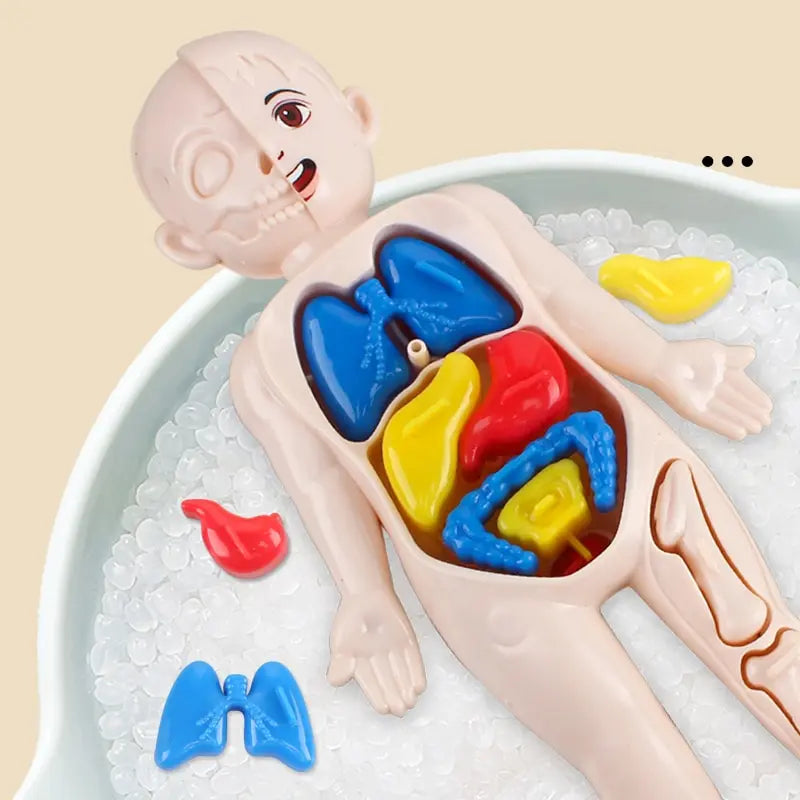 14Pcs Set Human Organ Model Children DIY Assembled Medical Early Science And Education Toys