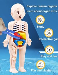 14Pcs Set Human Organ Model Children DIY Assembled Medical Early Science And Education Toys
