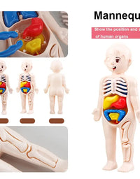 14Pcs Set Human Organ Model Children DIY Assembled Medical Early Science And Education Toys
